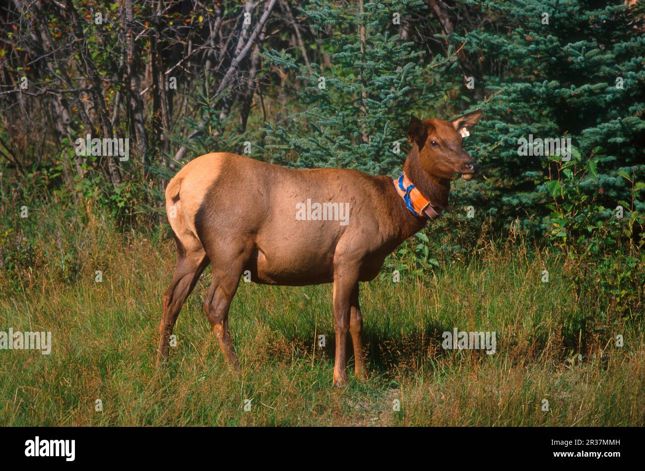 Female elk radio collar tracking hi-res stock photography and images ...