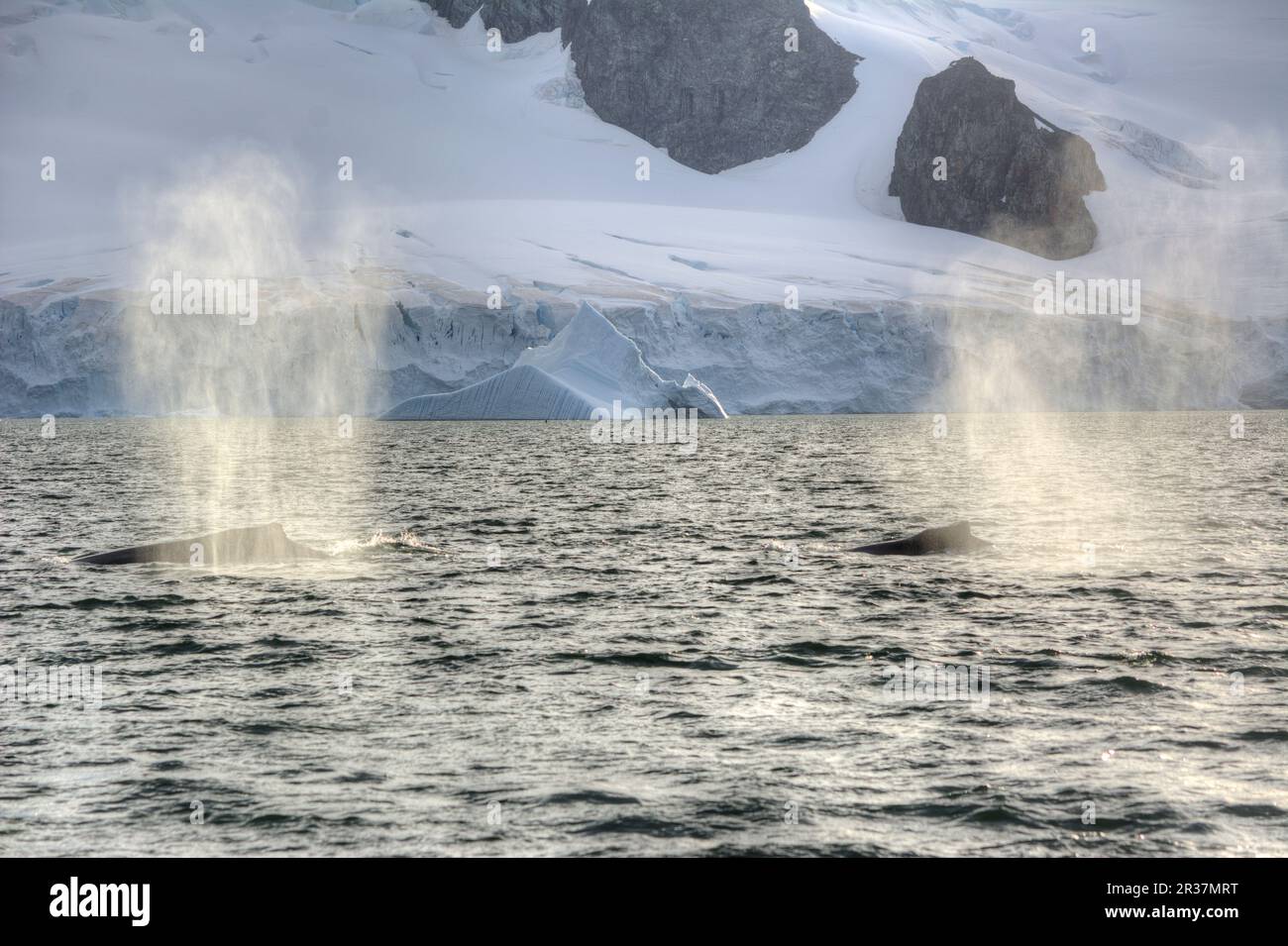 Humpback whale acrobatics hi-res stock photography and images - Alamy