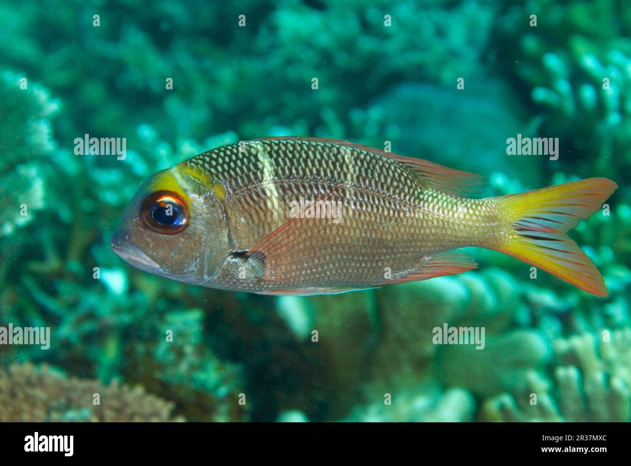 Bigeye Snapper- Facts and Photographs