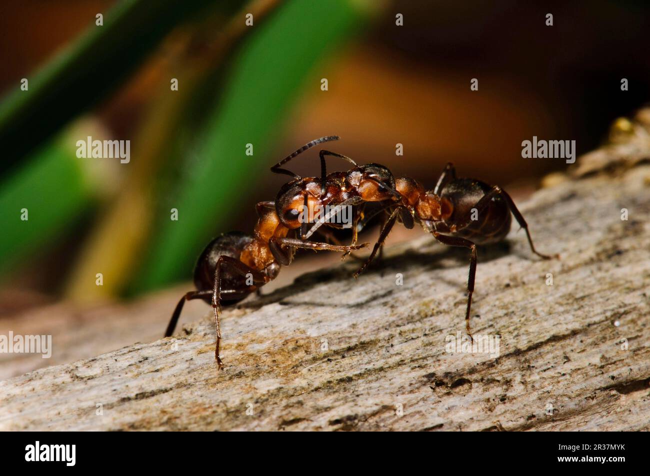 Great Red Wood Ant, Great red wood ants, Other animals, Insects