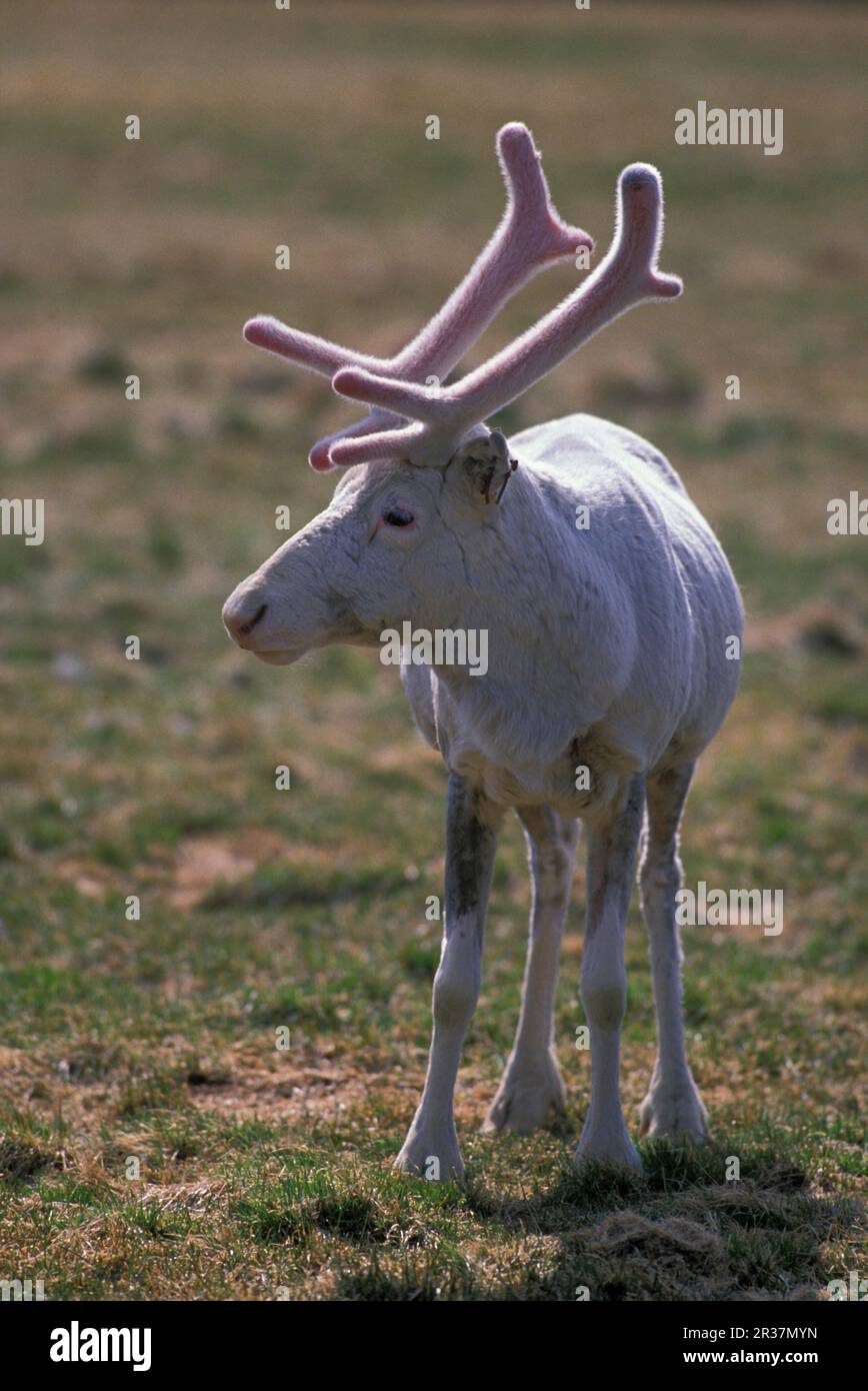 Reindeer (Rangifer tarandus), reindeer, Caribou, Caribou, Deer ...