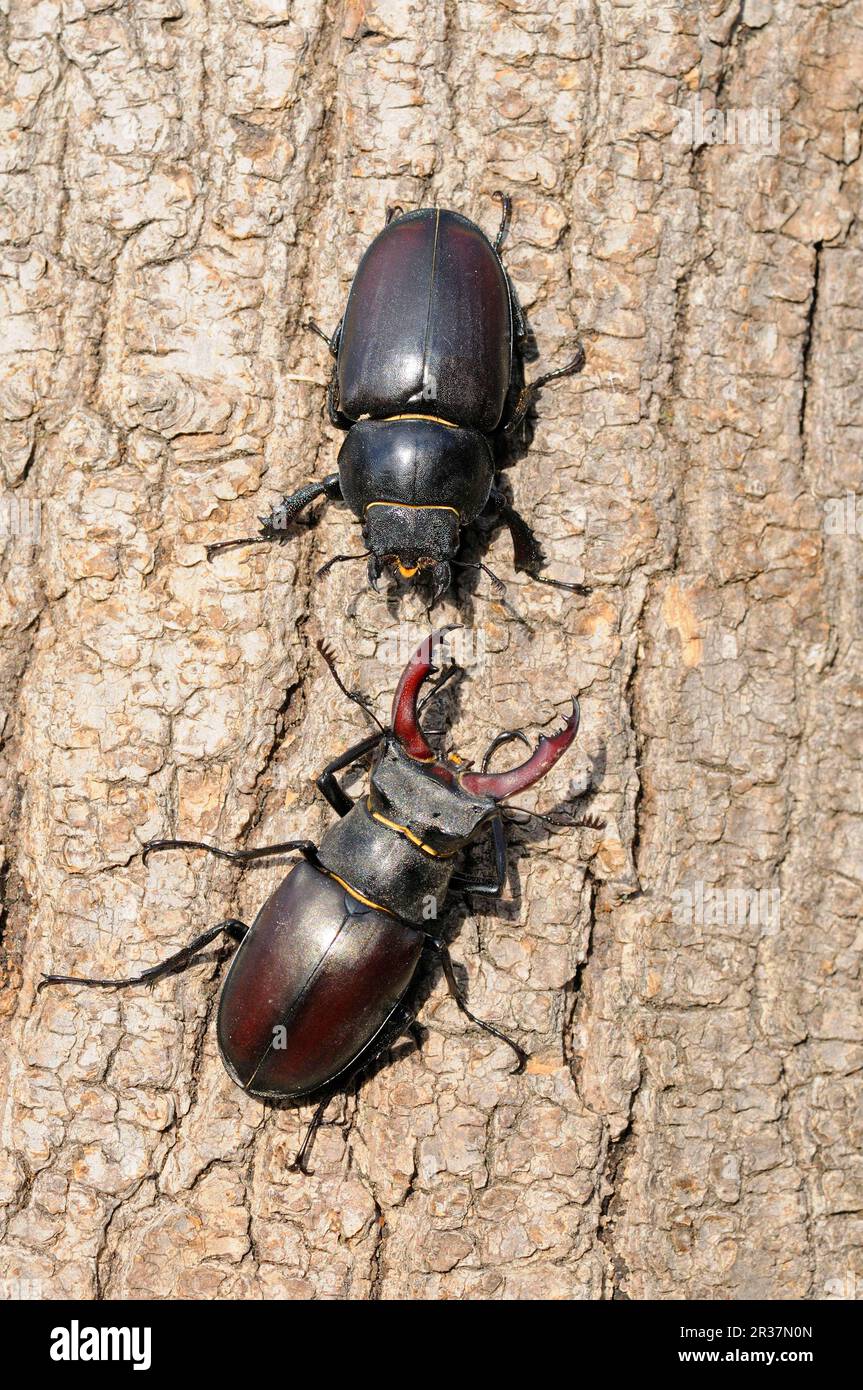 Large stag beetle (Lucanus cervus) adult male and female, facing each other on tree trunk, Oxfordshire, England, Great Britain Stock Photo