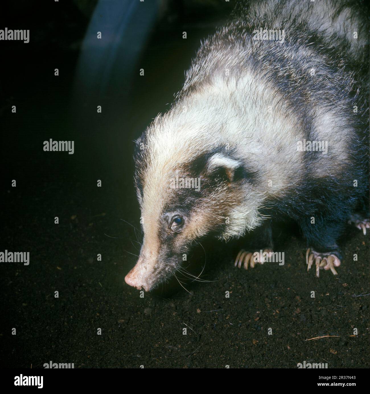 Hog Badger, Giant Badger, hog badgers (Arctonyx collaris), Giant Badger, Martenlike, Predators, Mammals, Animals, HogBadger Close-up of head/shoulders Stock Photo