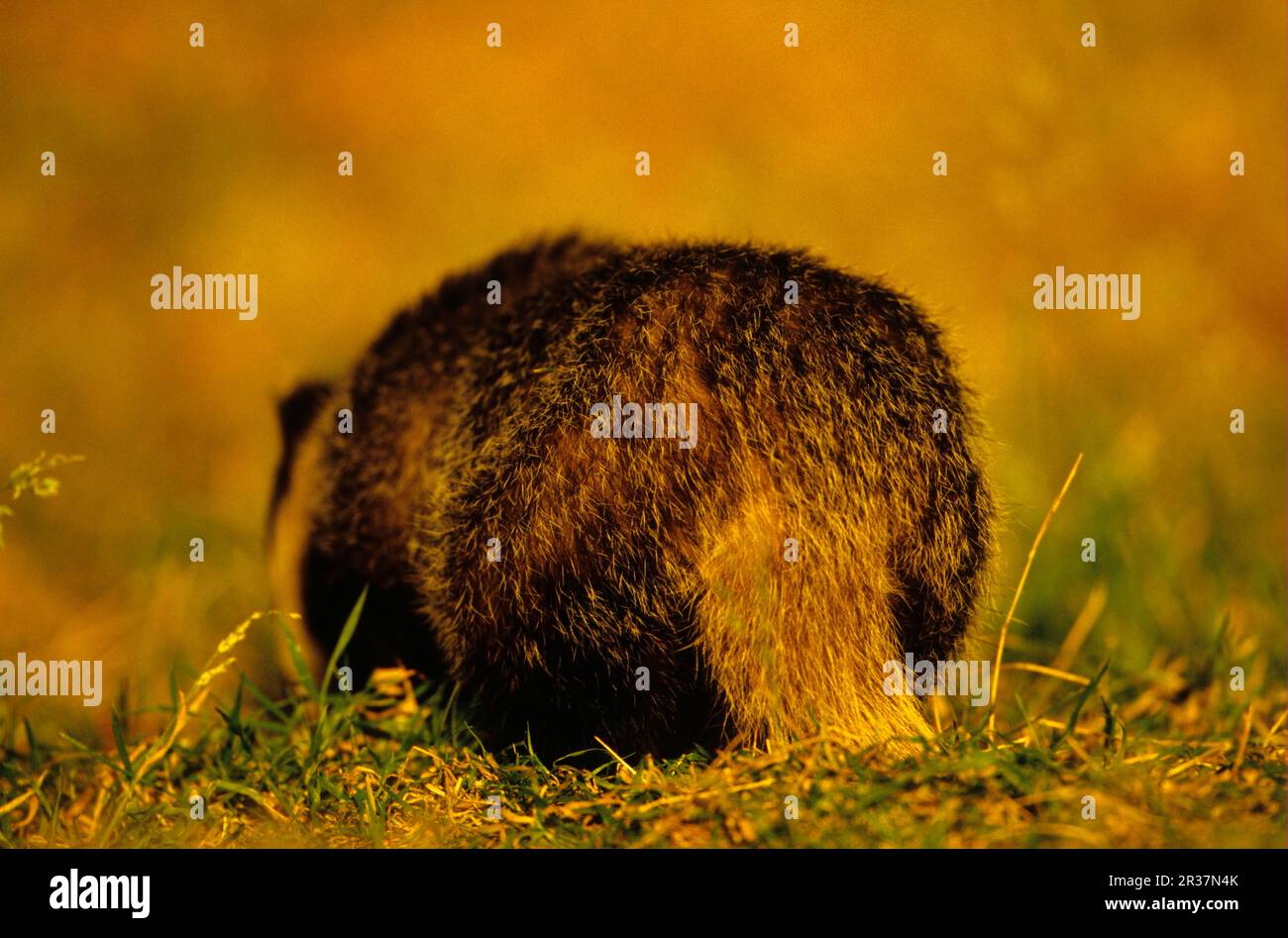 Eurasian Badger (Meles meles) rear view, foraging, Derbyshire, England ...