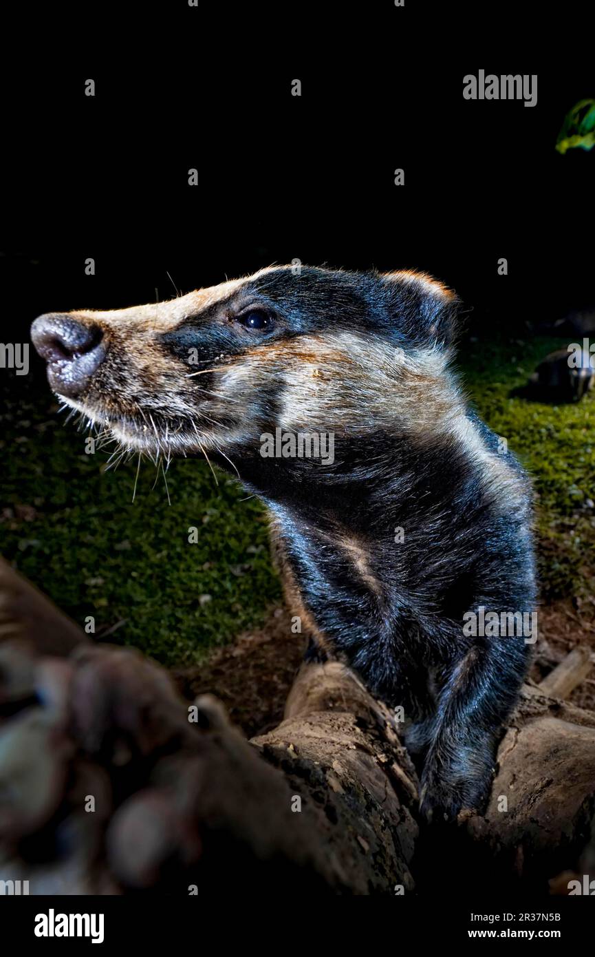 Eurasian Badger (Meles meles) adult, climbing log at night, England, United Kingdom Stock Photo