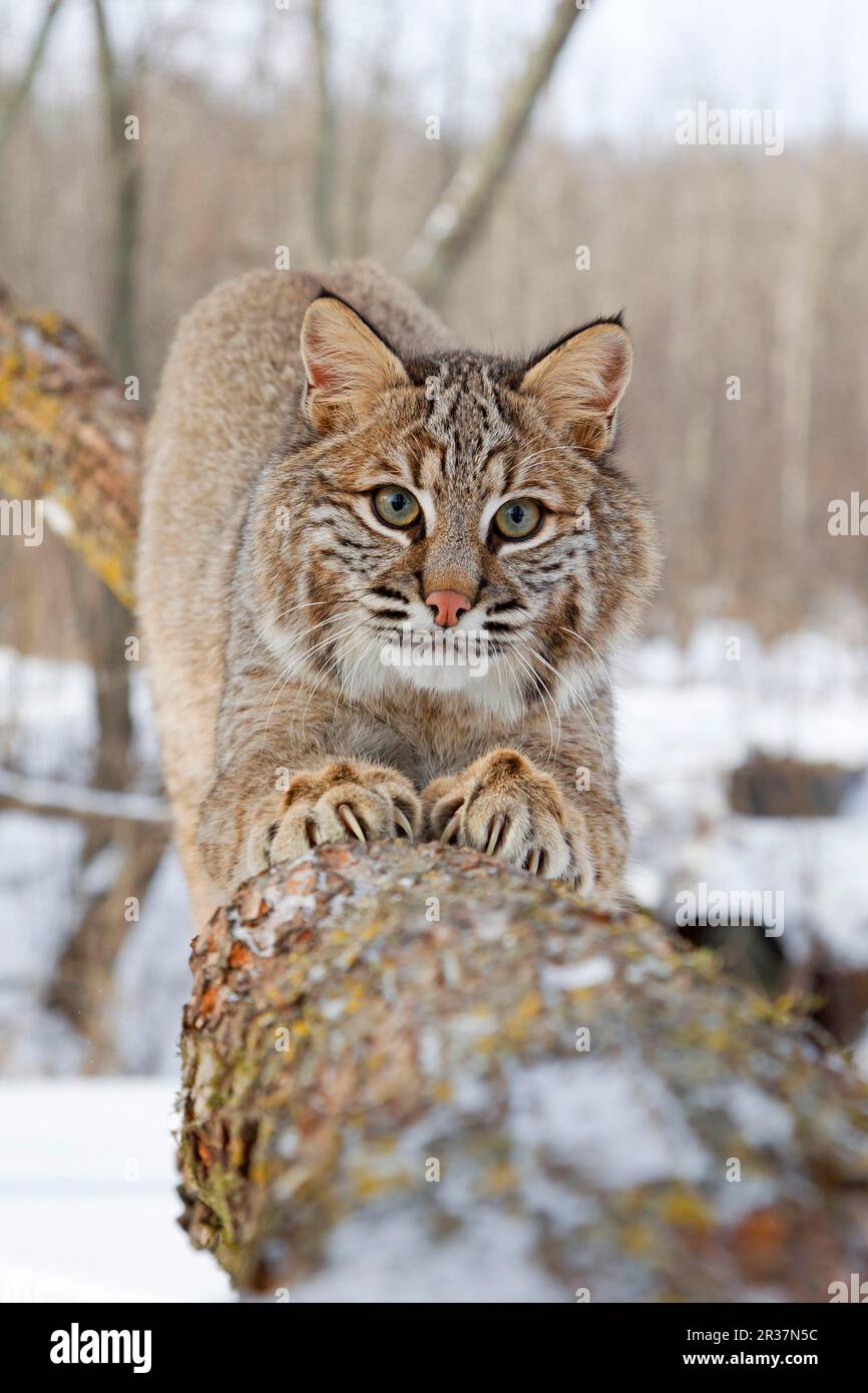 Bobcat (Lynx rufus) adult, scratching claws on tree branch, in snow, Minnesota, U. S. A. January (captive) Stock Photo