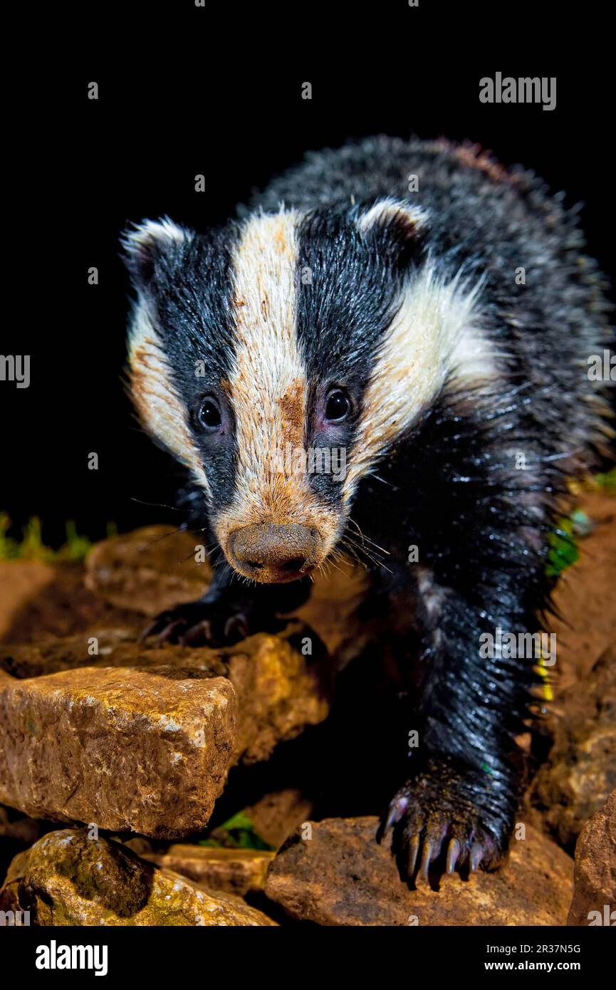 Eurasian Badger (Meles meles) adult, walking across rocks at night, England, United Kingdom Stock Photo