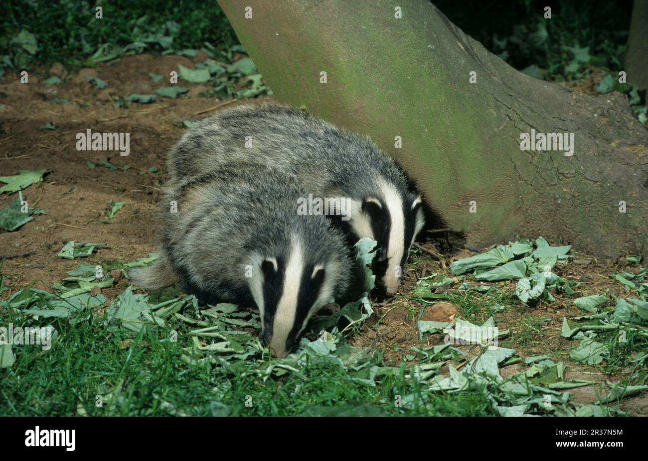 Badger, european badgers (Meles meles), Marten species, Predators, Mammals, Animals, Eurasian Badger Two cubs feeding near sett, Staffordshire Stock Photo