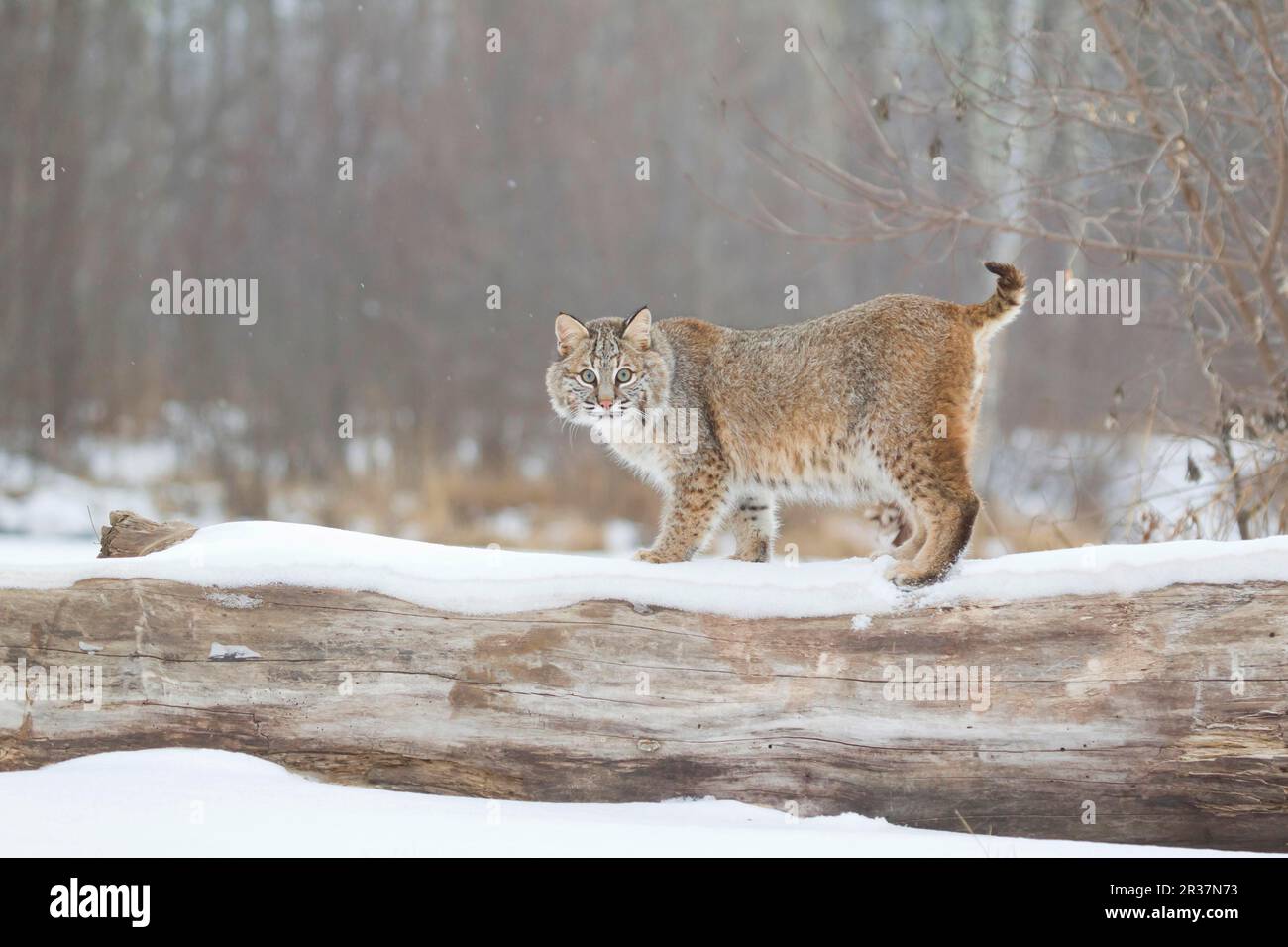 Bobcat (Lynx rufus) adult, standing on snow covered fallen tree, Minnesota, U. S. A. January (captive) Stock Photo