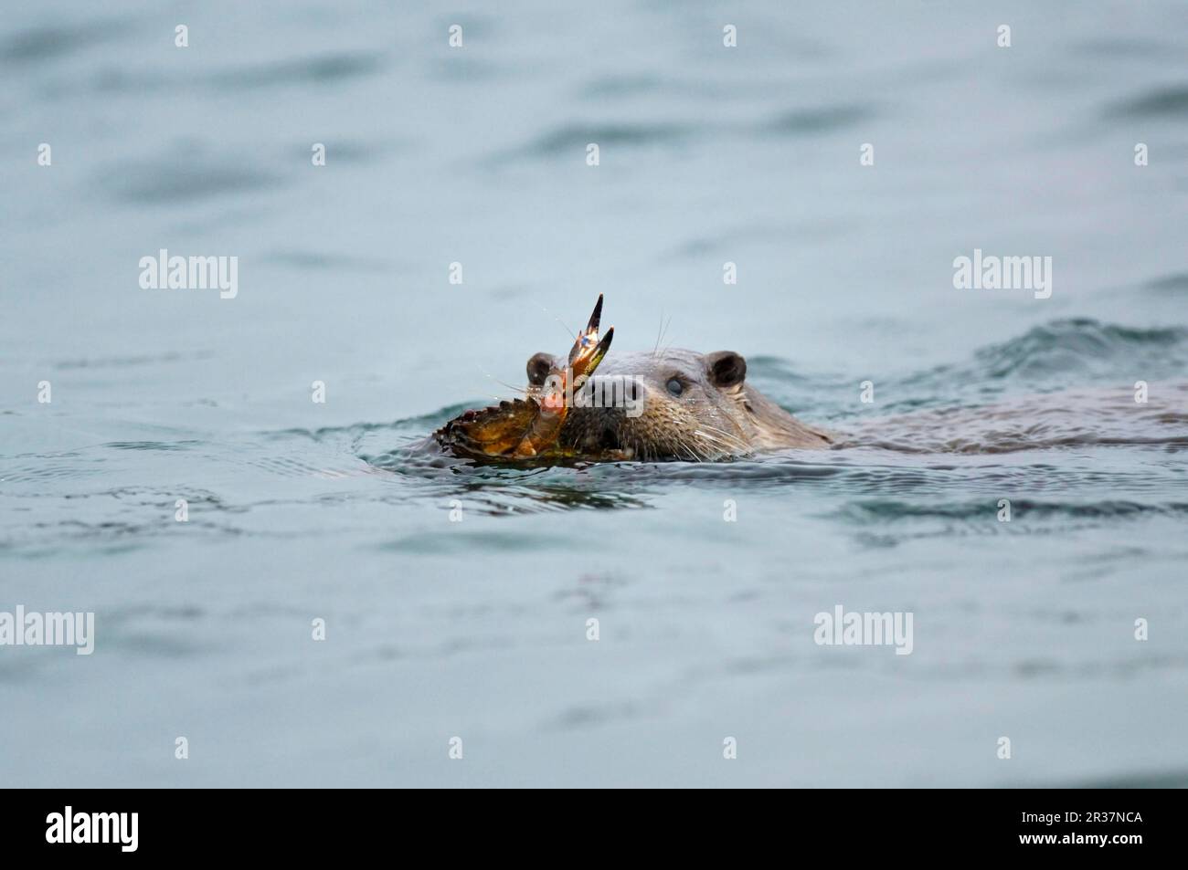 European otter (Lutra lutra), European otter, marten, predators, mammals, animals, European otter adult, swimming in sea, bringing crab ashore Stock Photo