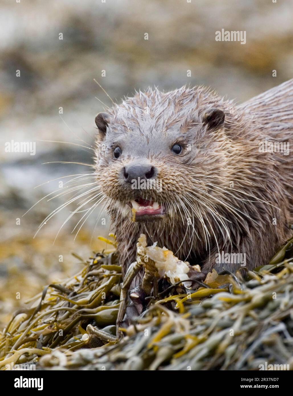 European otter (Lutra lutra), European otter, marten, predators, mammals, animals, European otter adult, with crab prey, feeding, Loch Eport, North Stock Photo
