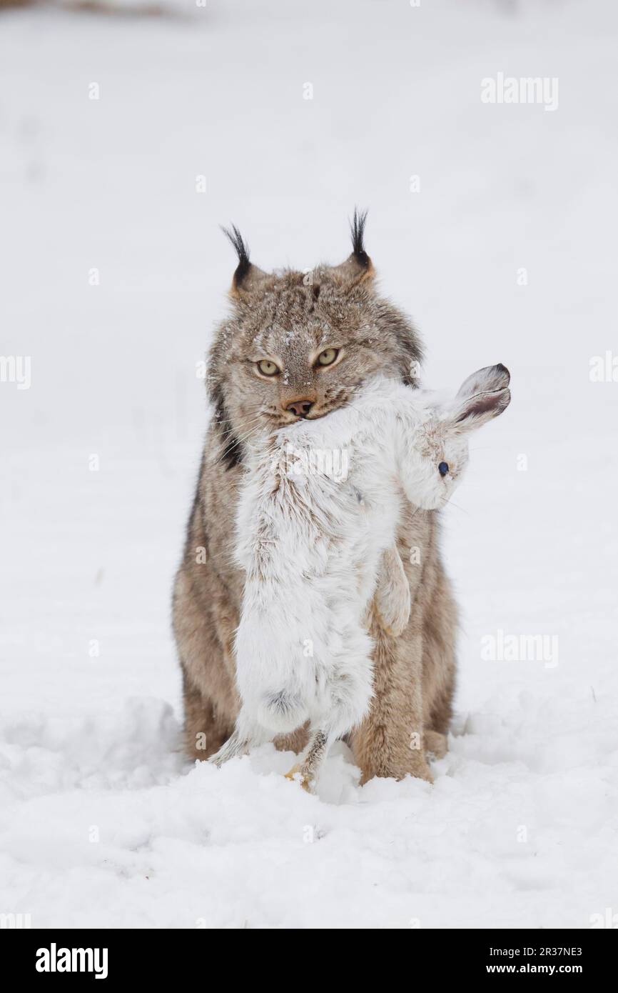 Canadian Lynx (Lynx canadensis) adult, standing on snow with Snowshoe