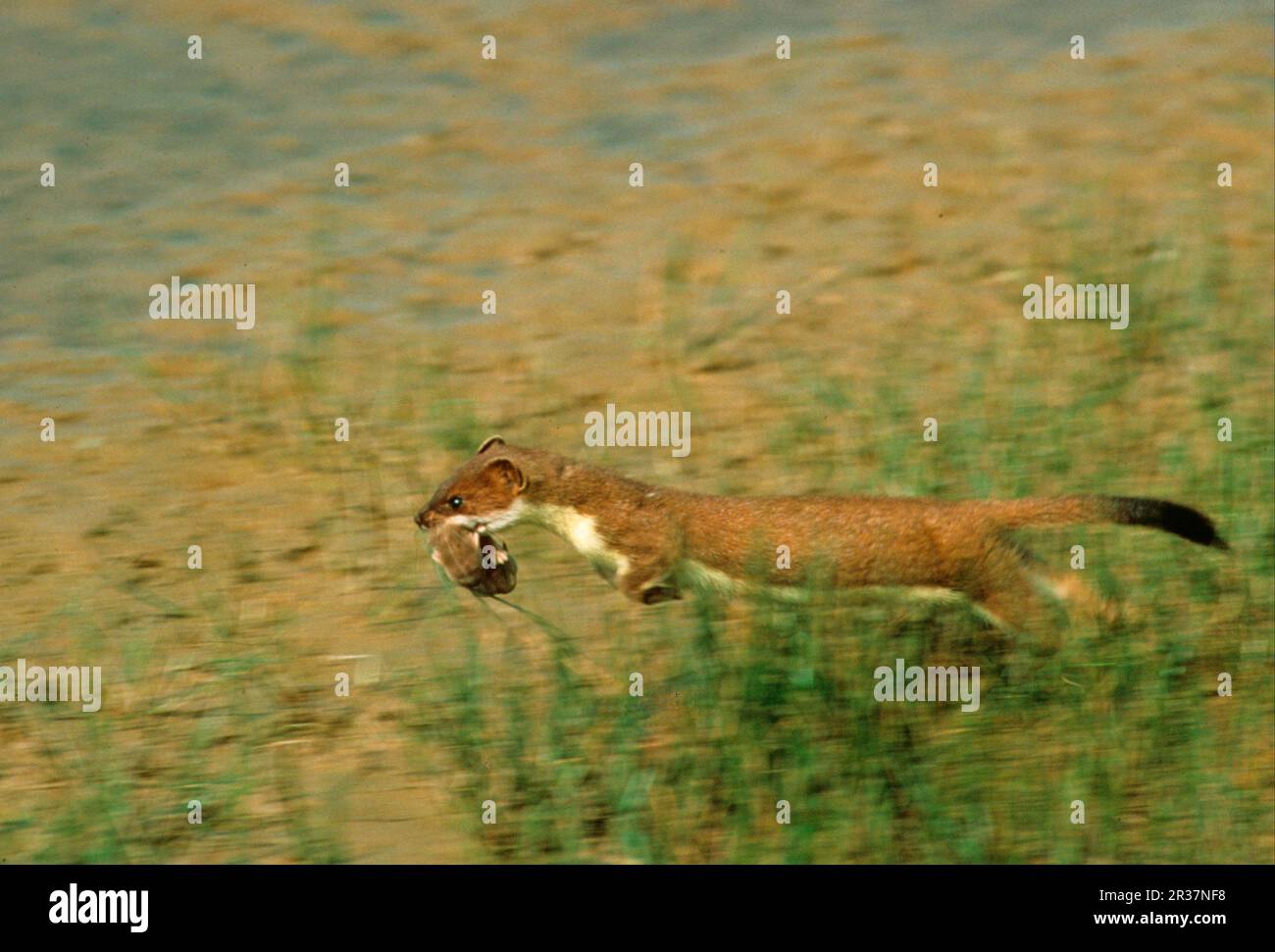 Ermine (Mustela erminea), stoats, large weasel, marten-like, predators