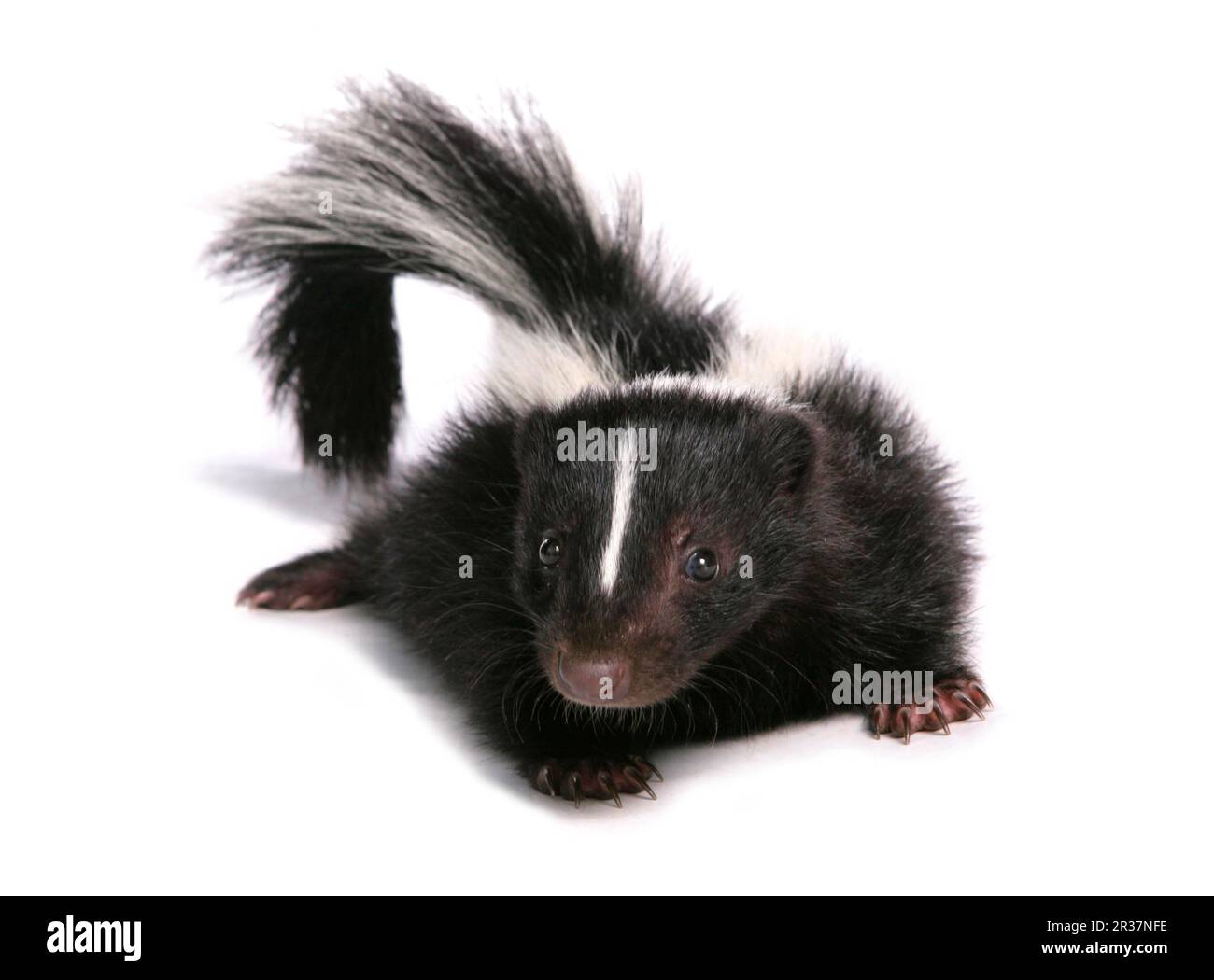 Striped skunk, striped skunks (Mephitis mephitis), skunk, skunks, marten-like, predators, mammals, animals, Striped skunk baby Stock Photo
