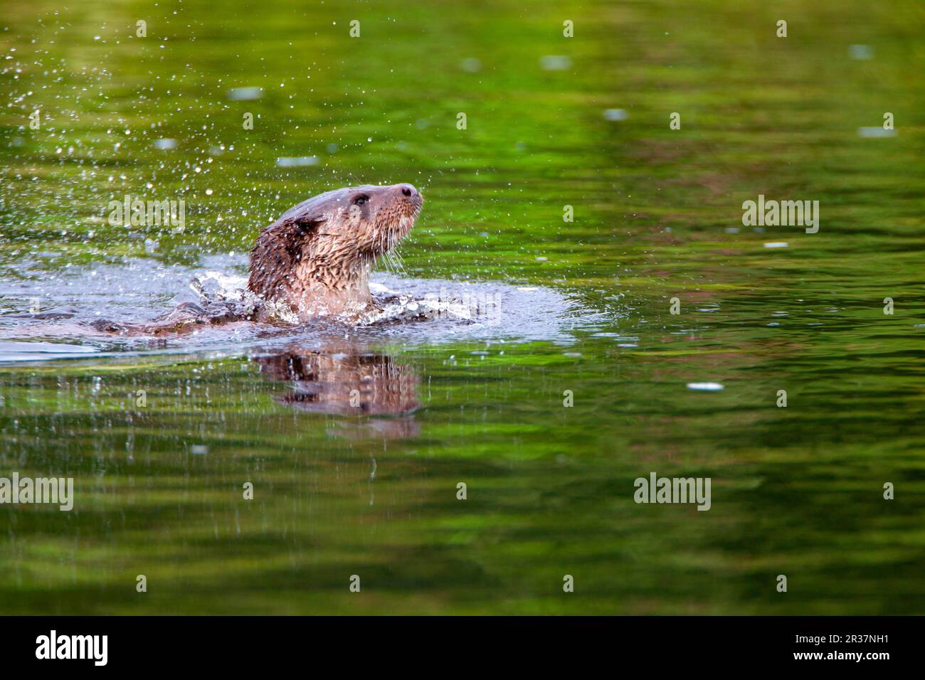 European otter (Lutra lutra), European Otter, Marten species, Predators