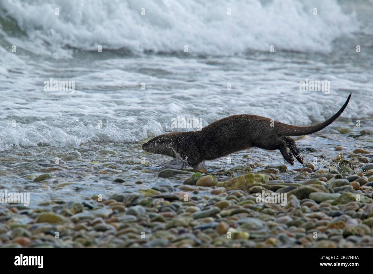 European otter (Lutra lutra), European otter, marten, predators