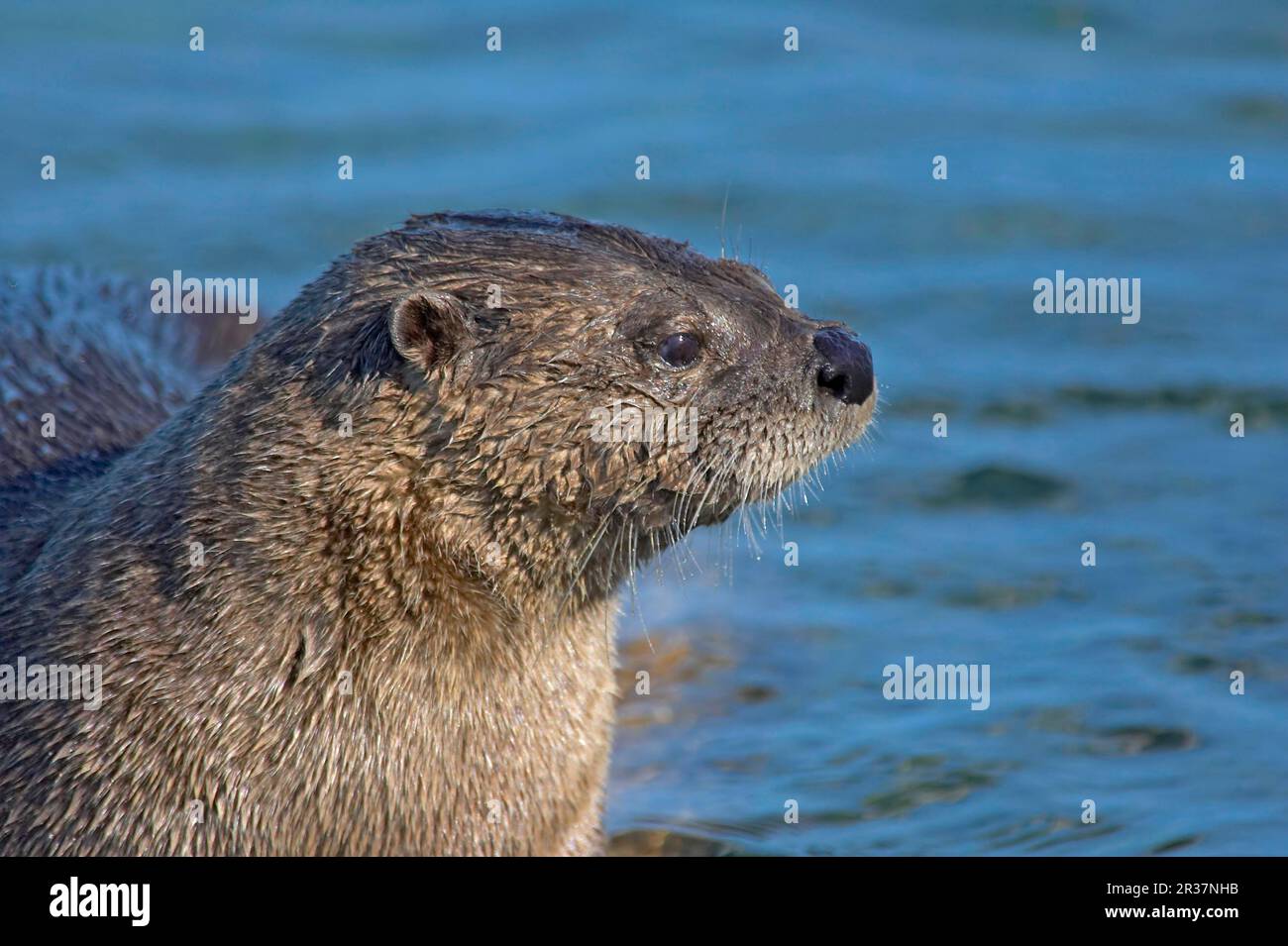 North American north american river otter (Lontra canadensis) adult, close-up of the head, Canada Stock Photo