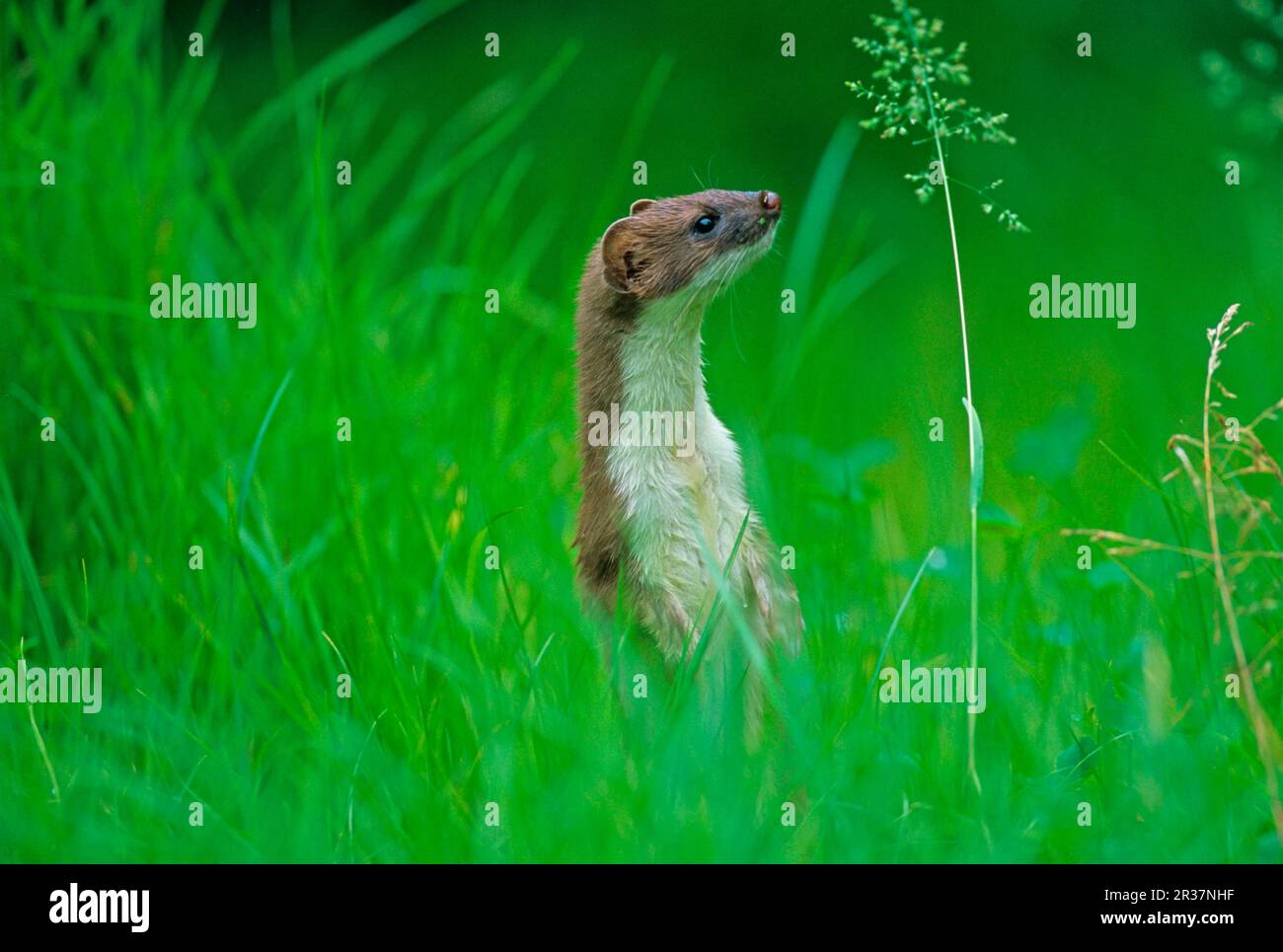 Ermine (Mustela erminea), stoats, large weasel, marten-like, predators