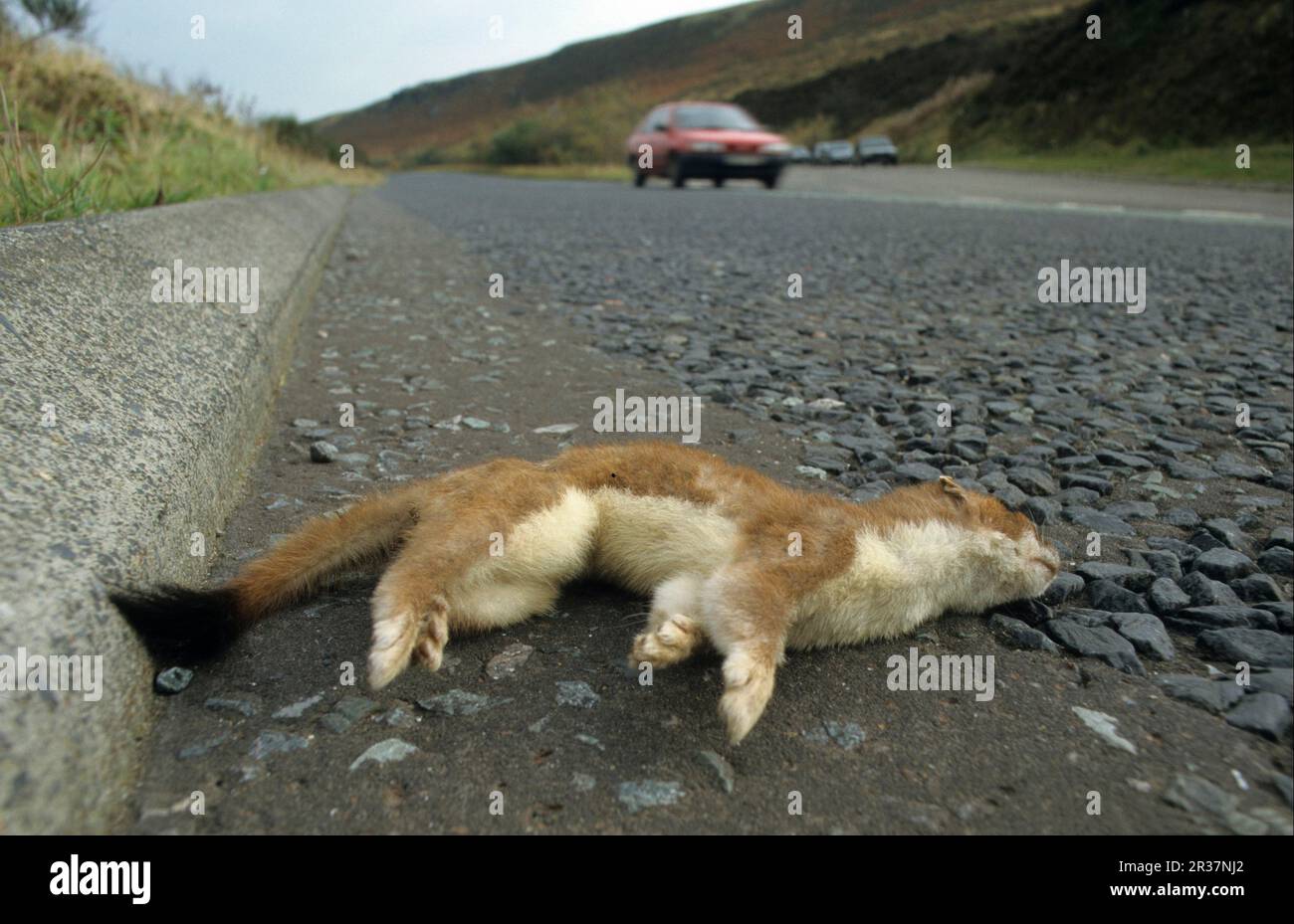 Stoat (Mustela erminea) adult, roadkill, dead at side of road, Yorkshire, England, United Kingdom Stock Photo