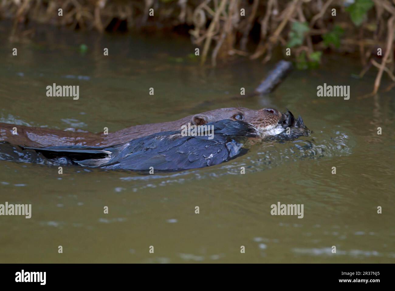 European Otter (Lutra lutra) adult, carrying dead corvid in mouth, swimming to holt, River Little Ouse, Thetford, Norfolk, England, United Kingdom Stock Photo
