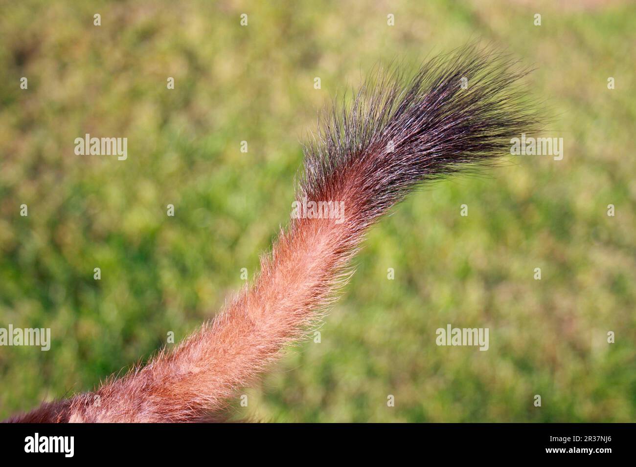 Ermine (Mustela erminea), stoats, large weasel, marten, predators