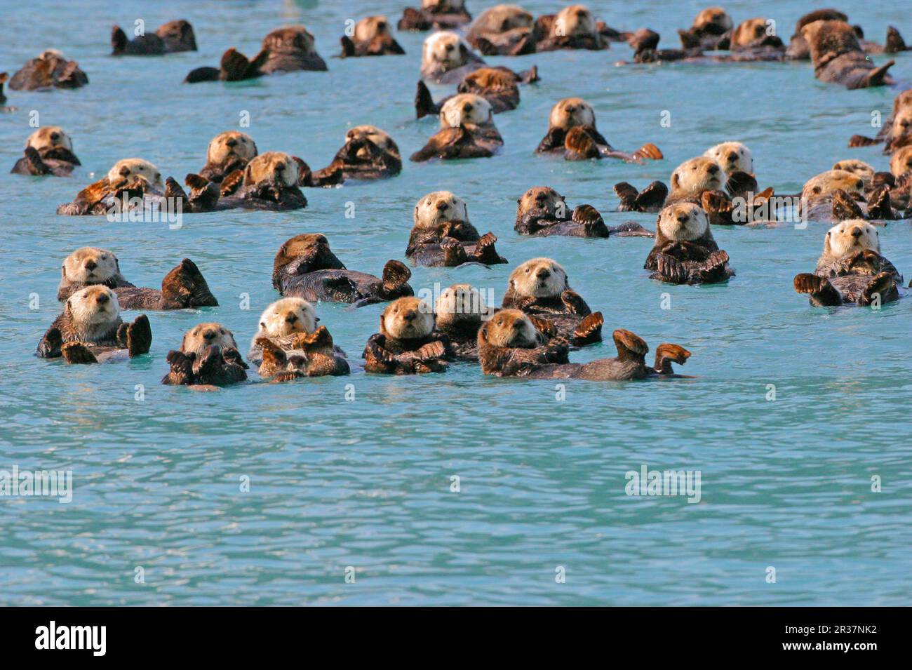Sea otter (Enhydra lutris), Otter, Marten, Predators, Mammals, Animals