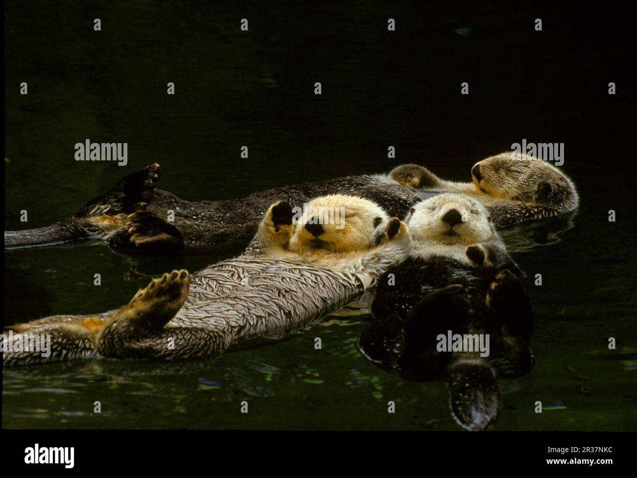 Sea otter (Enhydra lutris), otter, marten, predators, mammals, animals