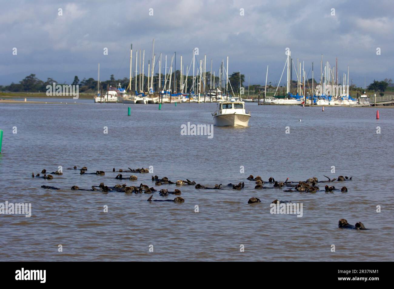 Sea otter (Enhydra lutris), otter, marten, predators, mammals, animals