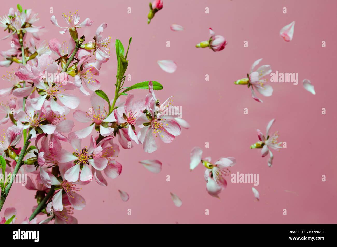 Pink explosion rose hi-res stock photography and images - Alamy