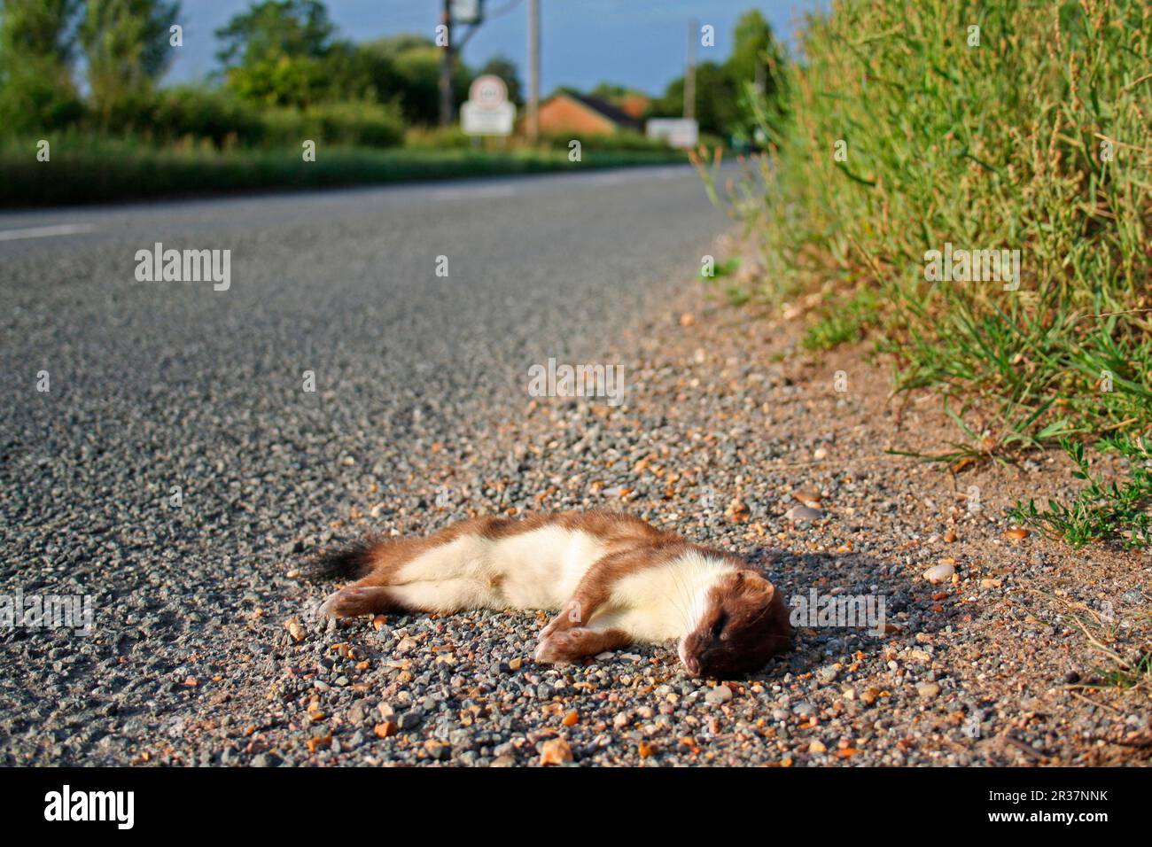 Ermine (Mustela erminea), stoats, large weasel, marten, predators, mammals, animals, stoat adult, dead on road, Suffolk, England, United Kingdom Stock Photo
