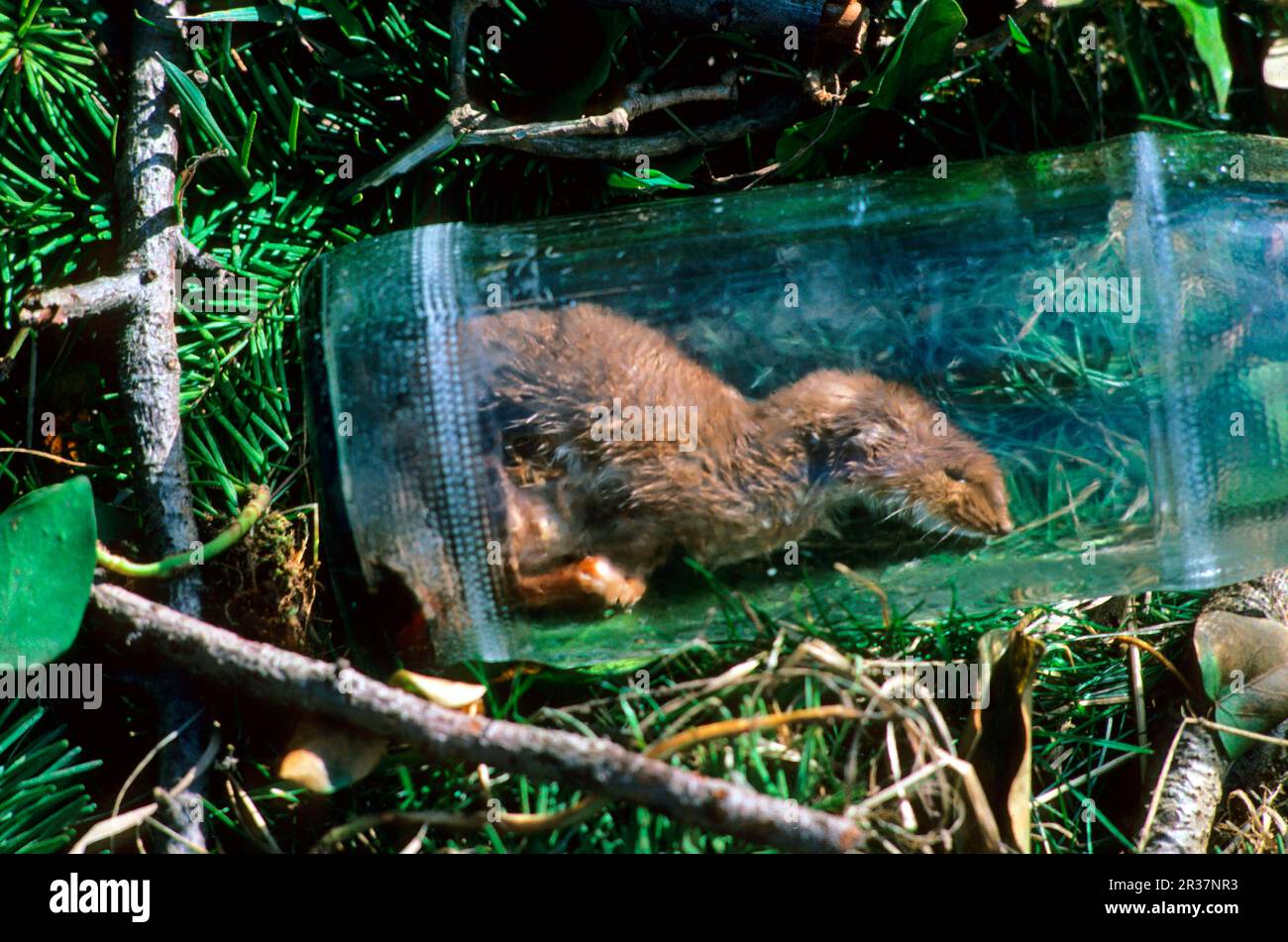 Weasel, Marten, Predators, Mammals, Animals, Dead Mammals, Weasel