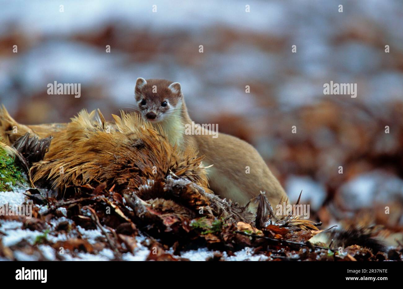 Ermine (Mustela erminea), stoats, weasel, marten, predators, mammals