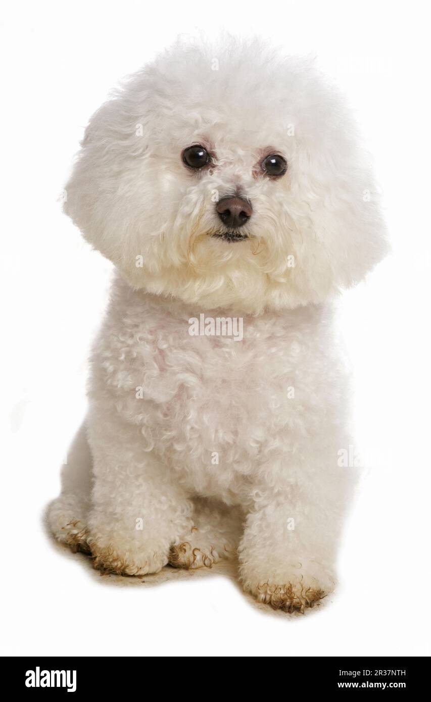 Domestic Dog, Bichon Frise, mature, sitting Stock Photo