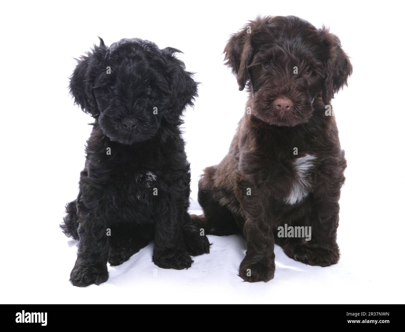 Domestic Dog, Portuguese Water Dog, two puppies, sitting Stock Photo