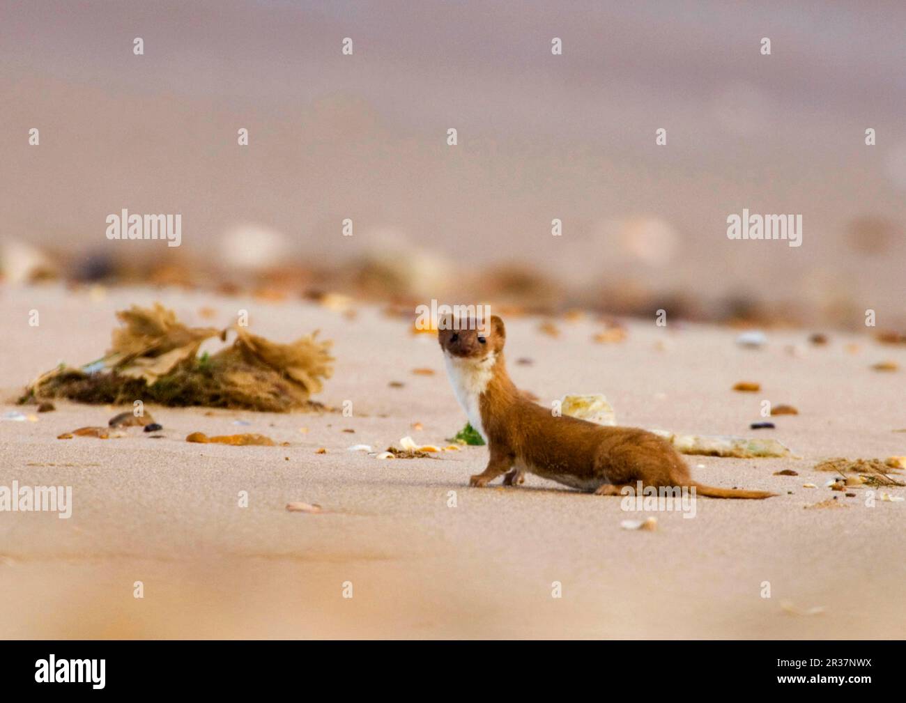 Least weasel (Mustela nivalis), marten, predators, mammals, animals