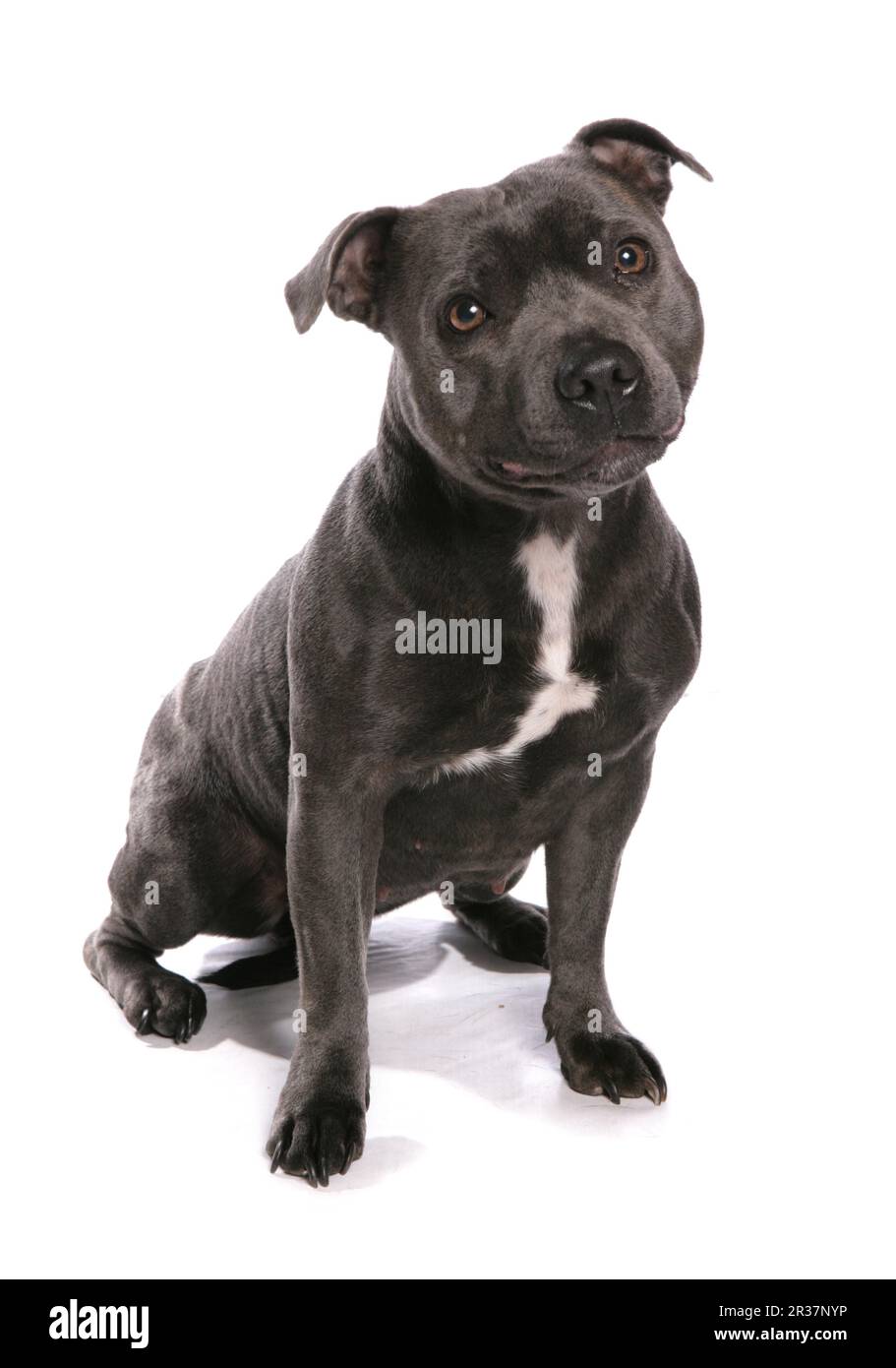 Domestic Dog, Staffordshire Bull Terrier, Adult, Sitting Stock Photo
