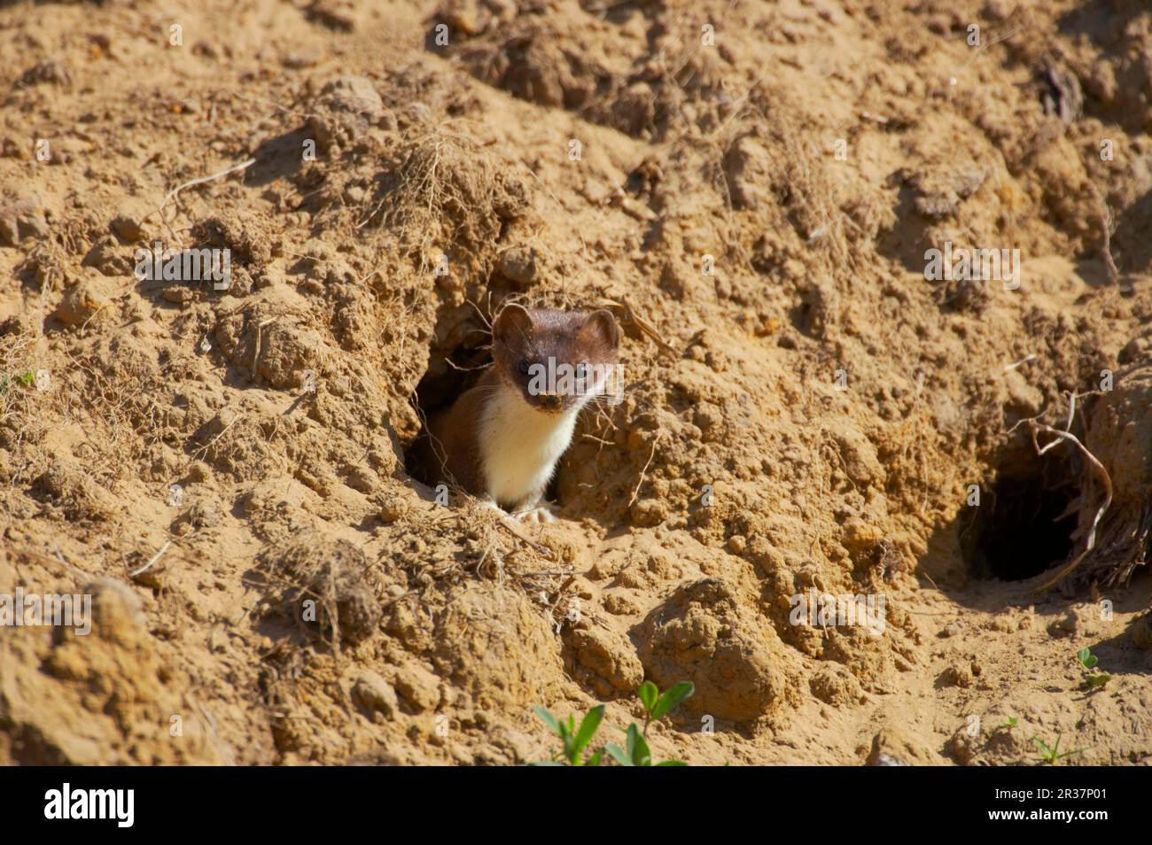 Least weasel (Mustela nivalis), marten, predators, mammals, animals