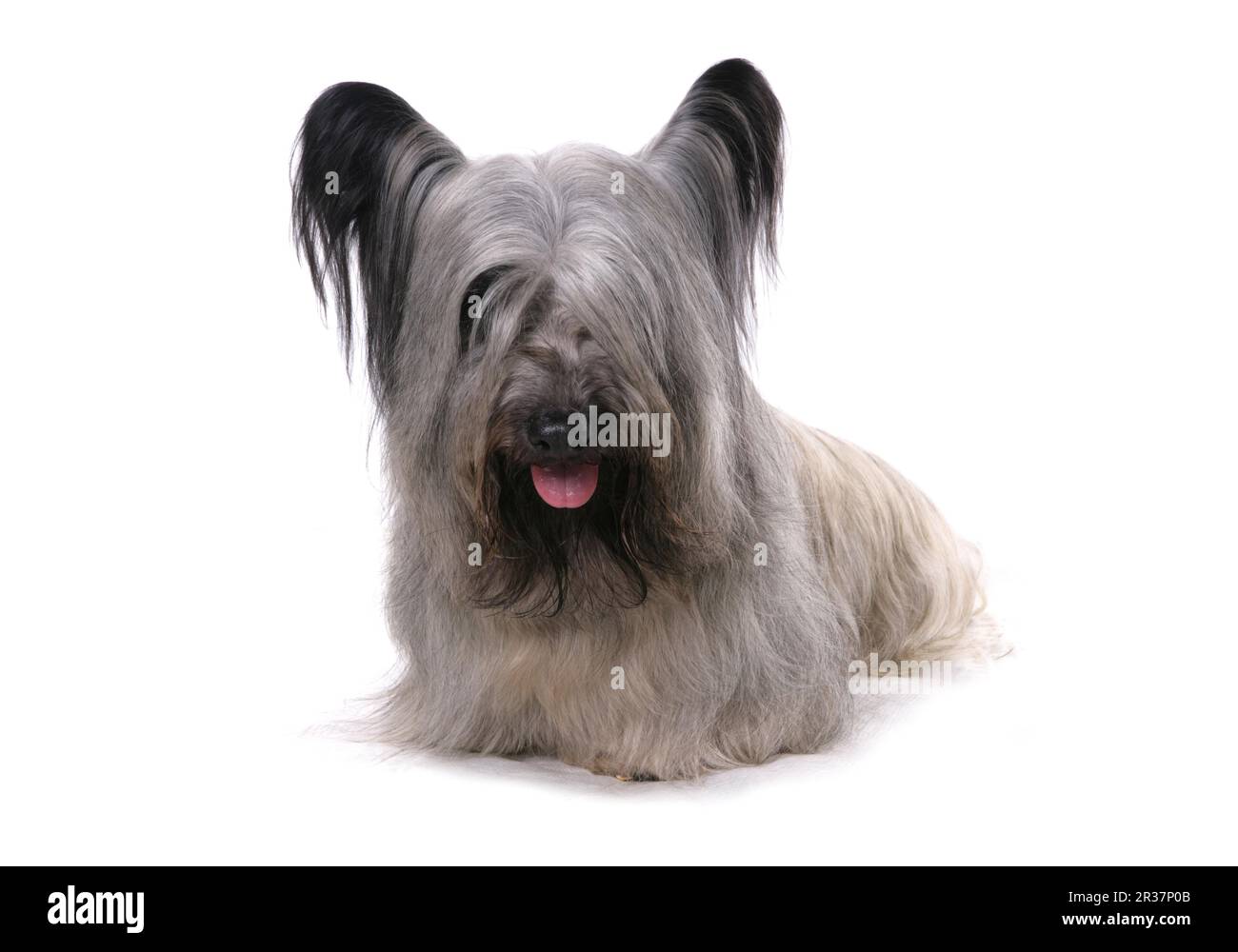 Domestic Dog, Skye Terrier, Adult Male, Sitting Stock Photo