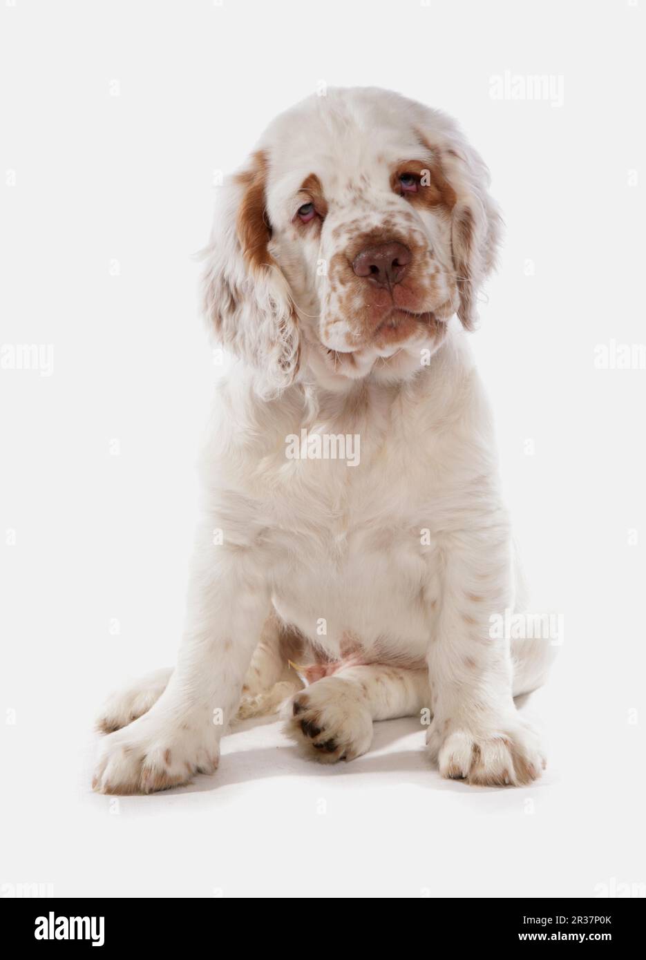 Domestic Dog, Clumber Spaniel, Puppy, Sitting Stock Photo