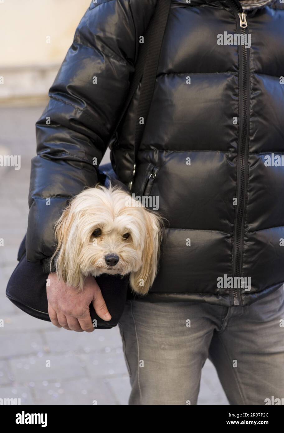 PUTZI BAG MERINO : Pet Carrier,dog Carrier - Etsy
