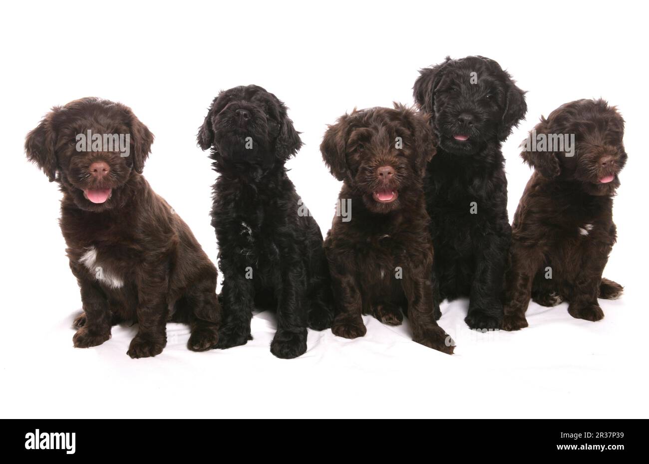 Domestic Dog, Portuguese Water Dog, five puppies, sitting Stock Photo