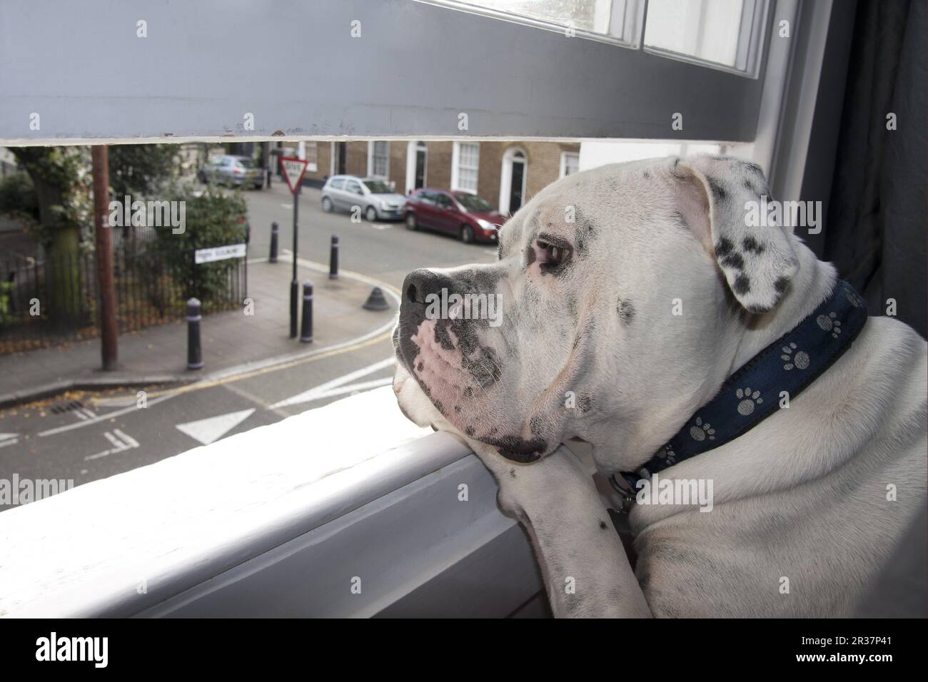 Domestic Dog, Old Tyme Bulldog, adult, closeup of head, looking out