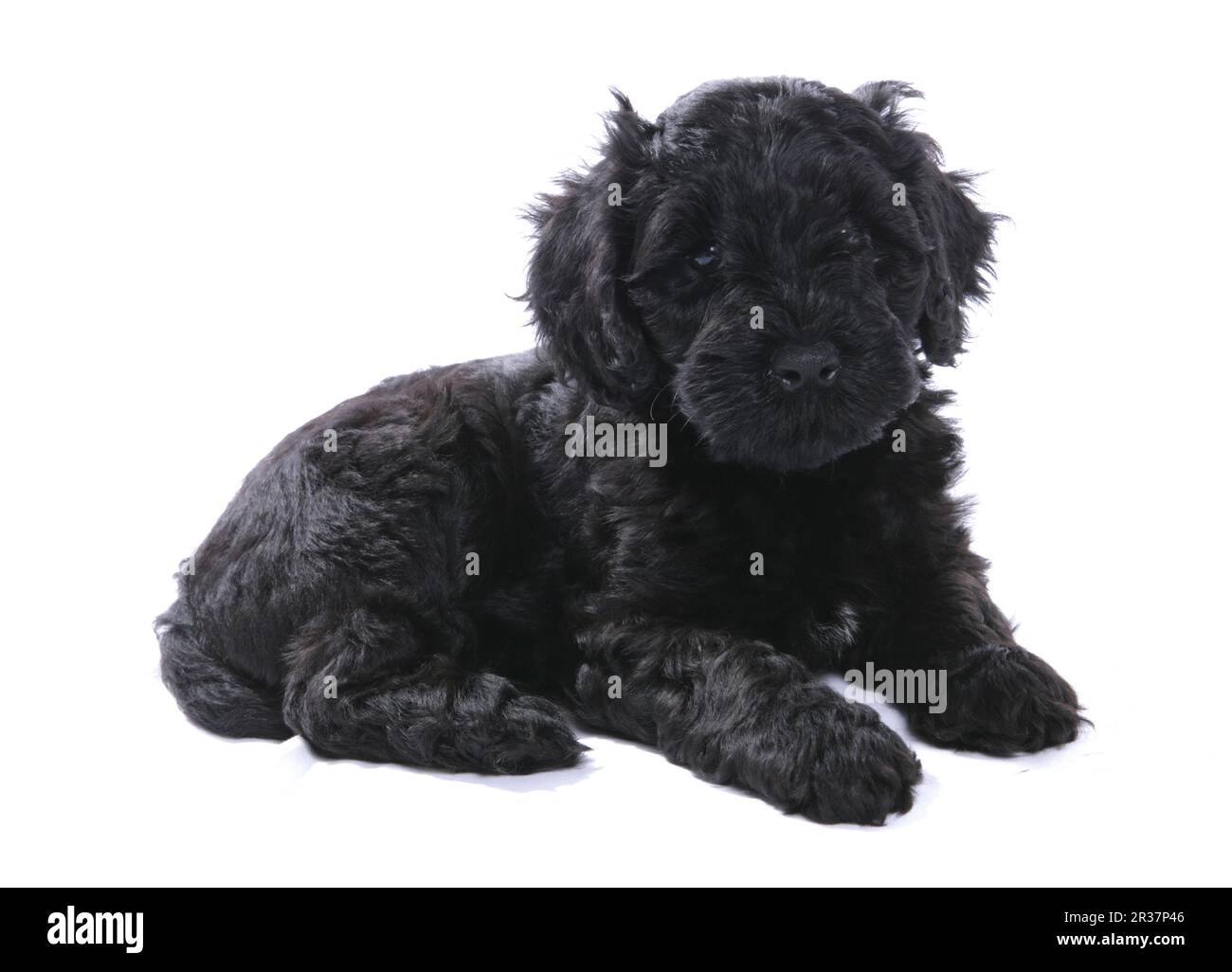 Domestic Dog, Portuguese Water Dog, Puppy, Laying Stock Photo