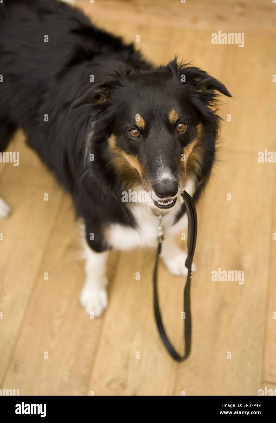 Adult border collie hires stock photography and images Alamy