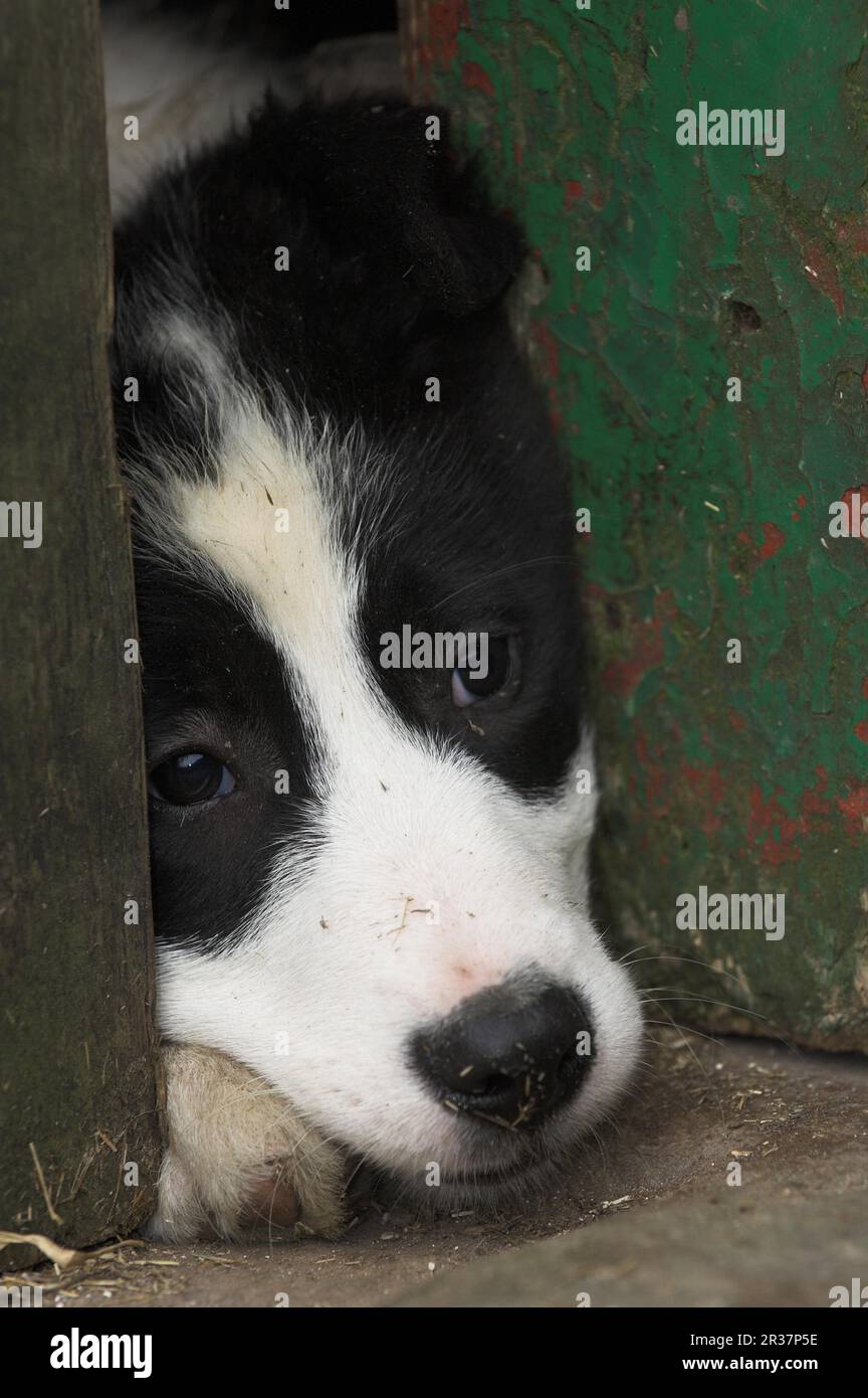 Border collie, puppy looking through door gap in barn door, England
