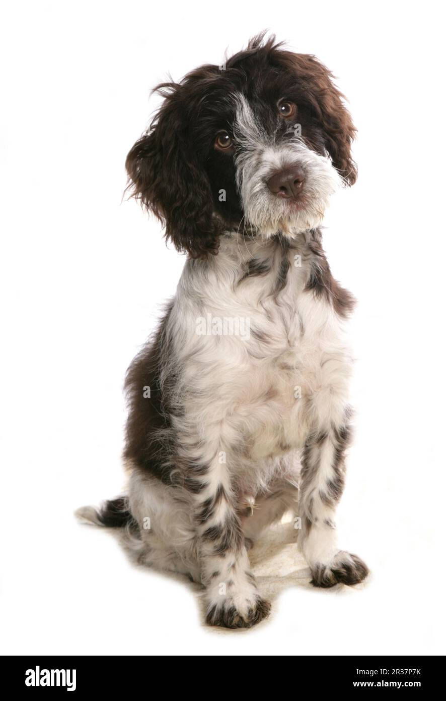 Domestic Dog, Cockerpoo (cocker Spaniel X Poodle), Puppy, Sitting Stock 