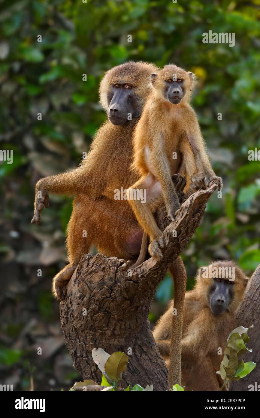 Guinea baboon (Papio papio) adult male mismatched, sitting on tree stump, Niokolo-Koba, Senegal Stock Photo