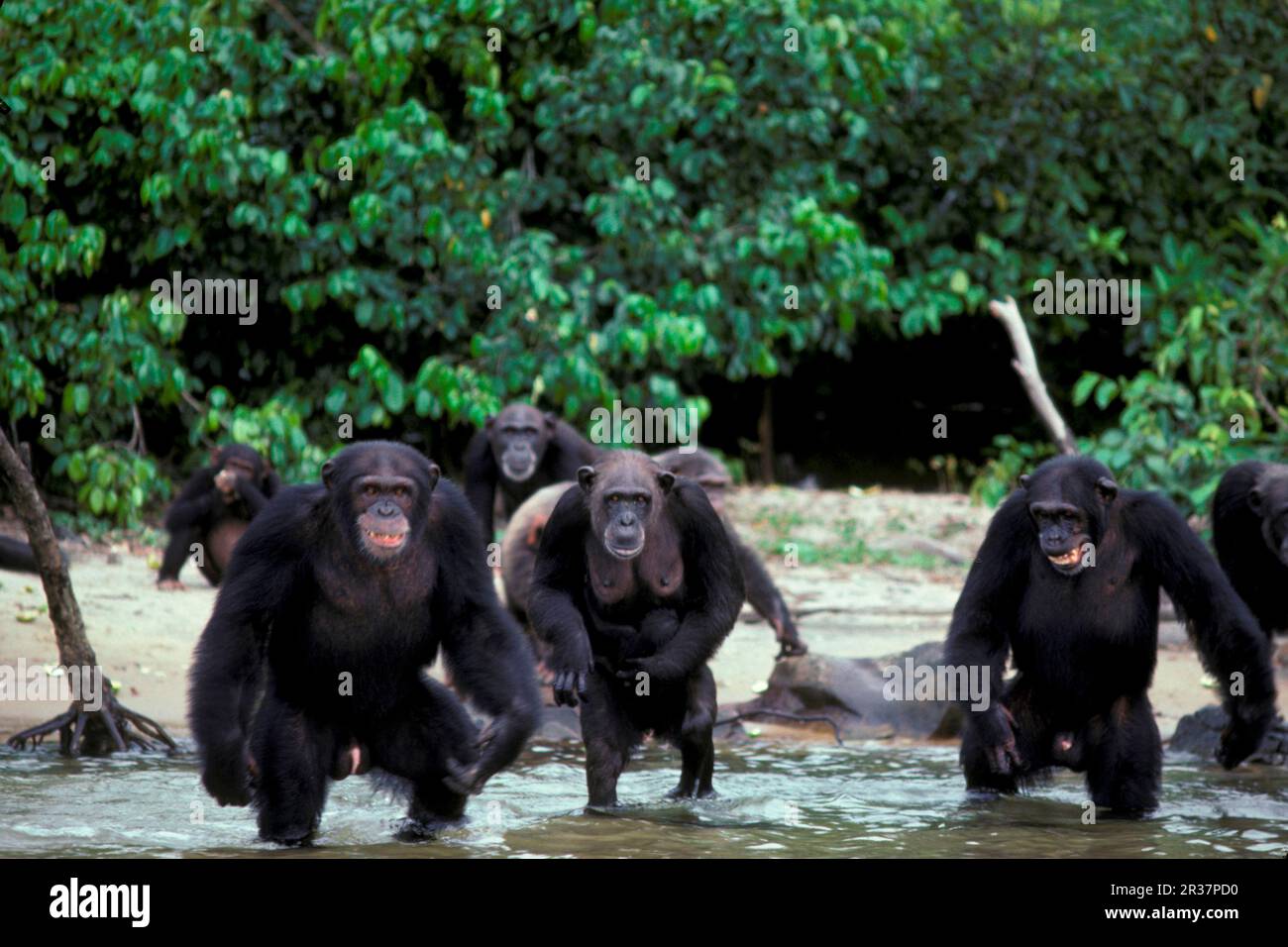Common chimpanzee (Pan troglodytes), chimpanzees, apes, apes, primates