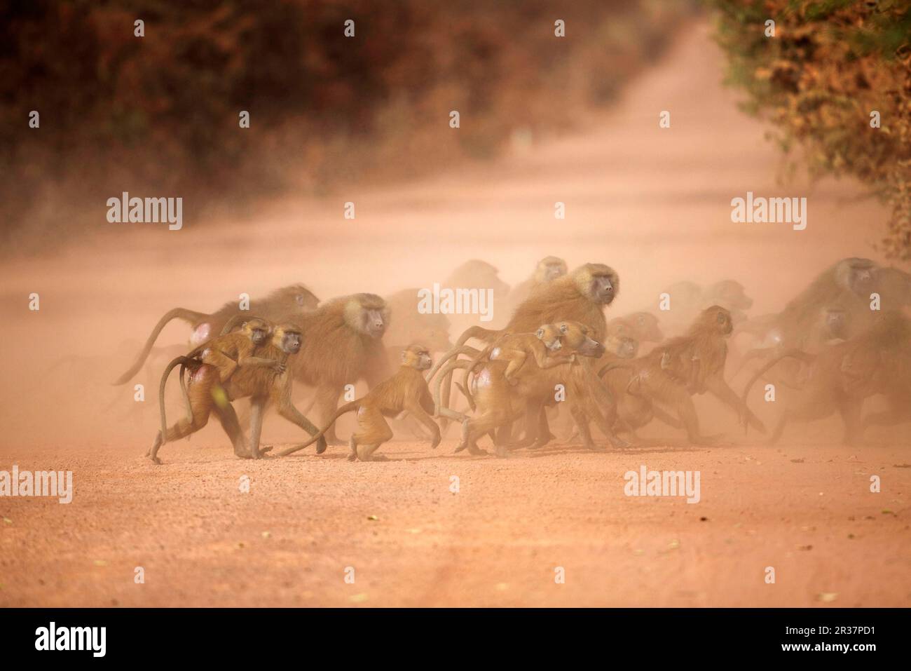 Guinea baboon (Papio papio) adult male, adult female carrying babies and young, group crossing dusty dirt road, Gambia Stock Photo