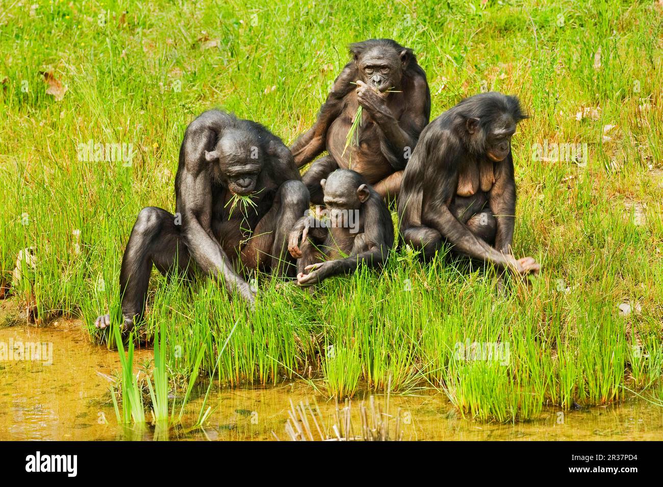 Bonobo, pygmy chimpanzee (Pan paniscus), bonobos, bonobos, monkeys, apes, primates, mammals, animals, Bonobo family group, adults and young, feeding Stock Photo